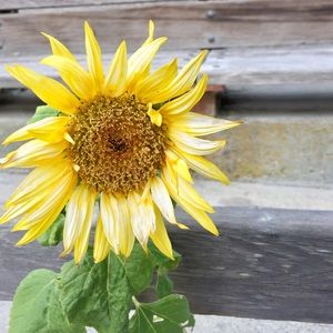 Meet your Posher, Genesis